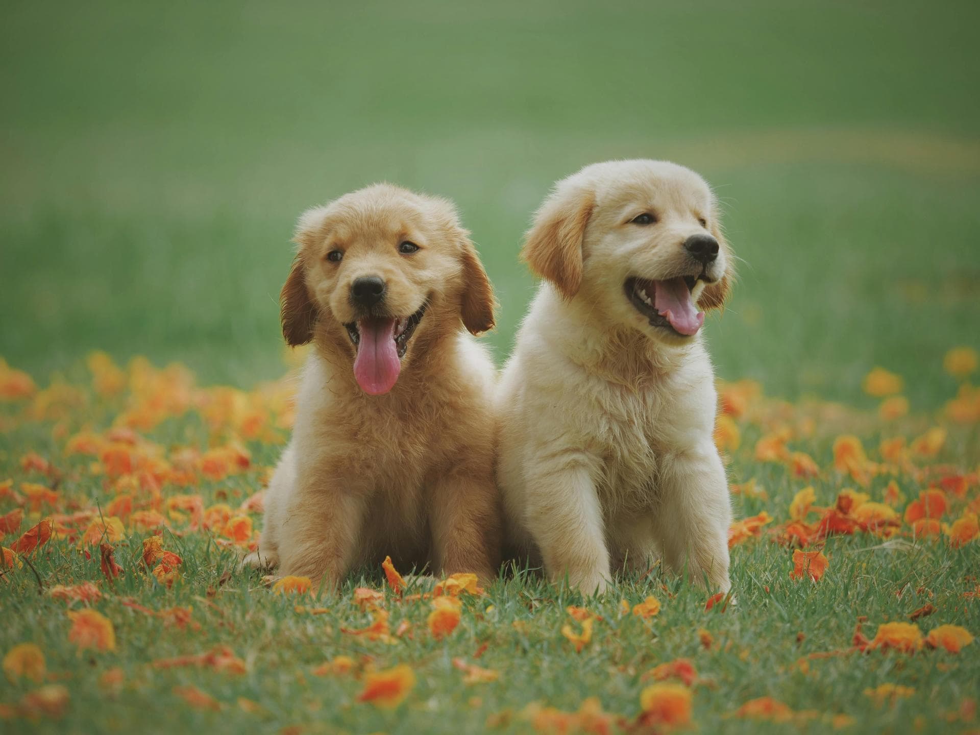 Dog Puppy Vaccinations Kennel Cough Prices in Cheltenham