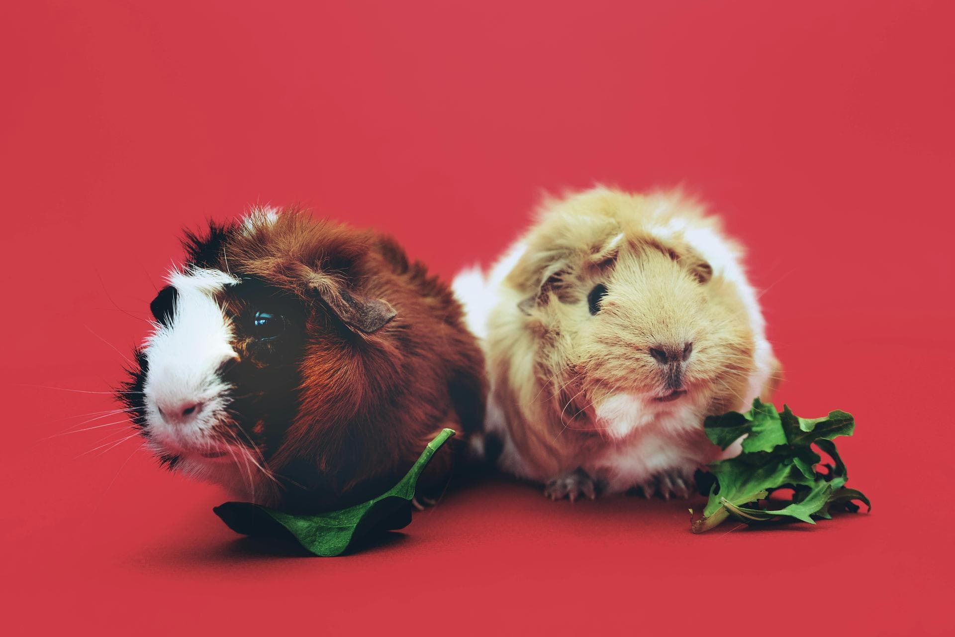 Rabbit Vaccinations Vhd Myxo Prices in Cheltenham