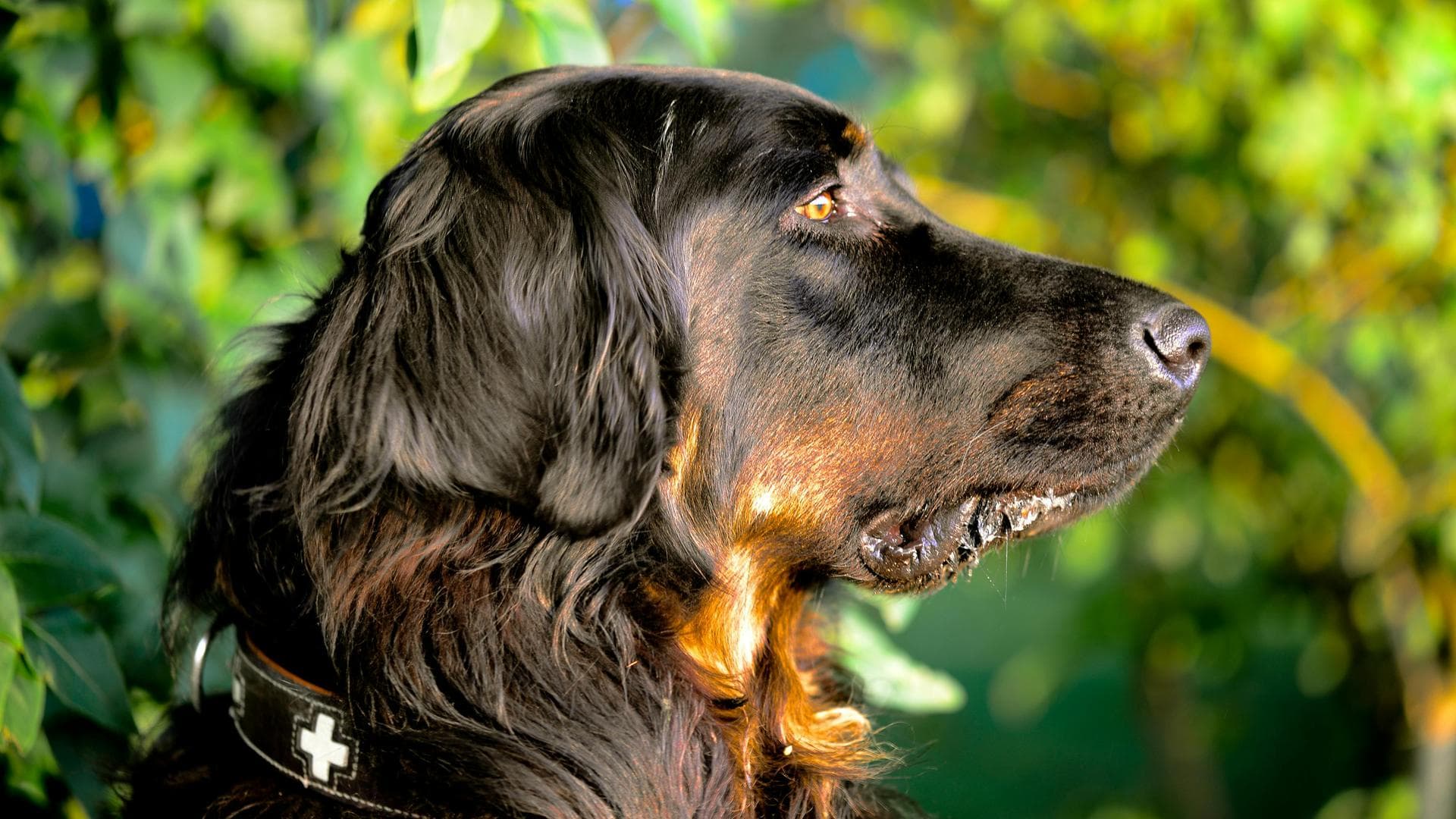 Dog Euthanasia Put Down Prices in Cheltenham