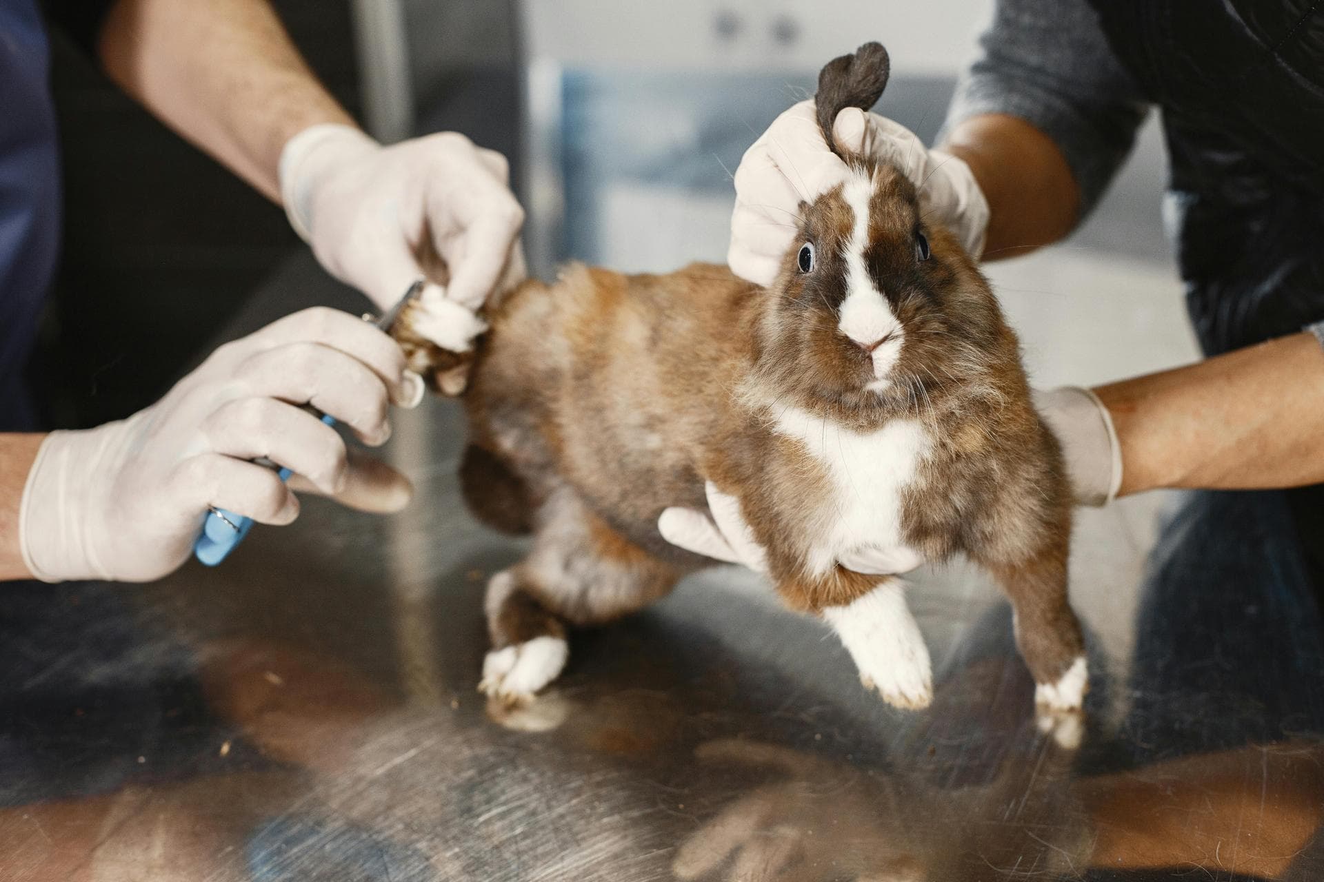 Cat Spay Castrate Neutering Prices in Cheltenham