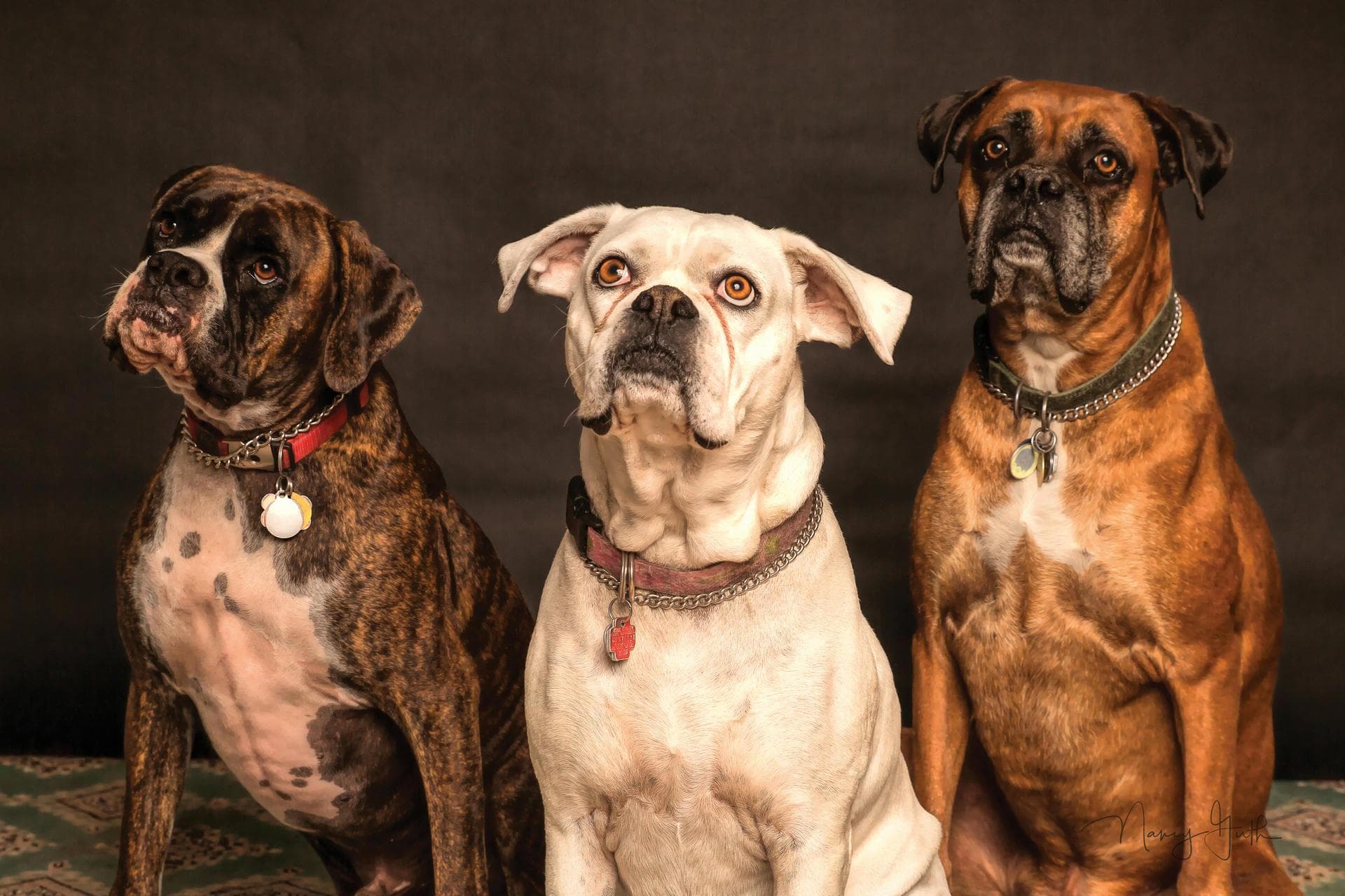 Kennel Cough Vaccine Prices in Cheltenham