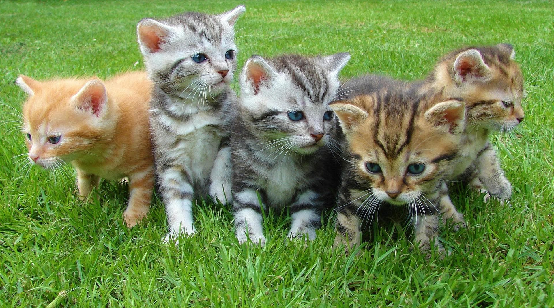 Keyhole Spay Prices in Cheltenham