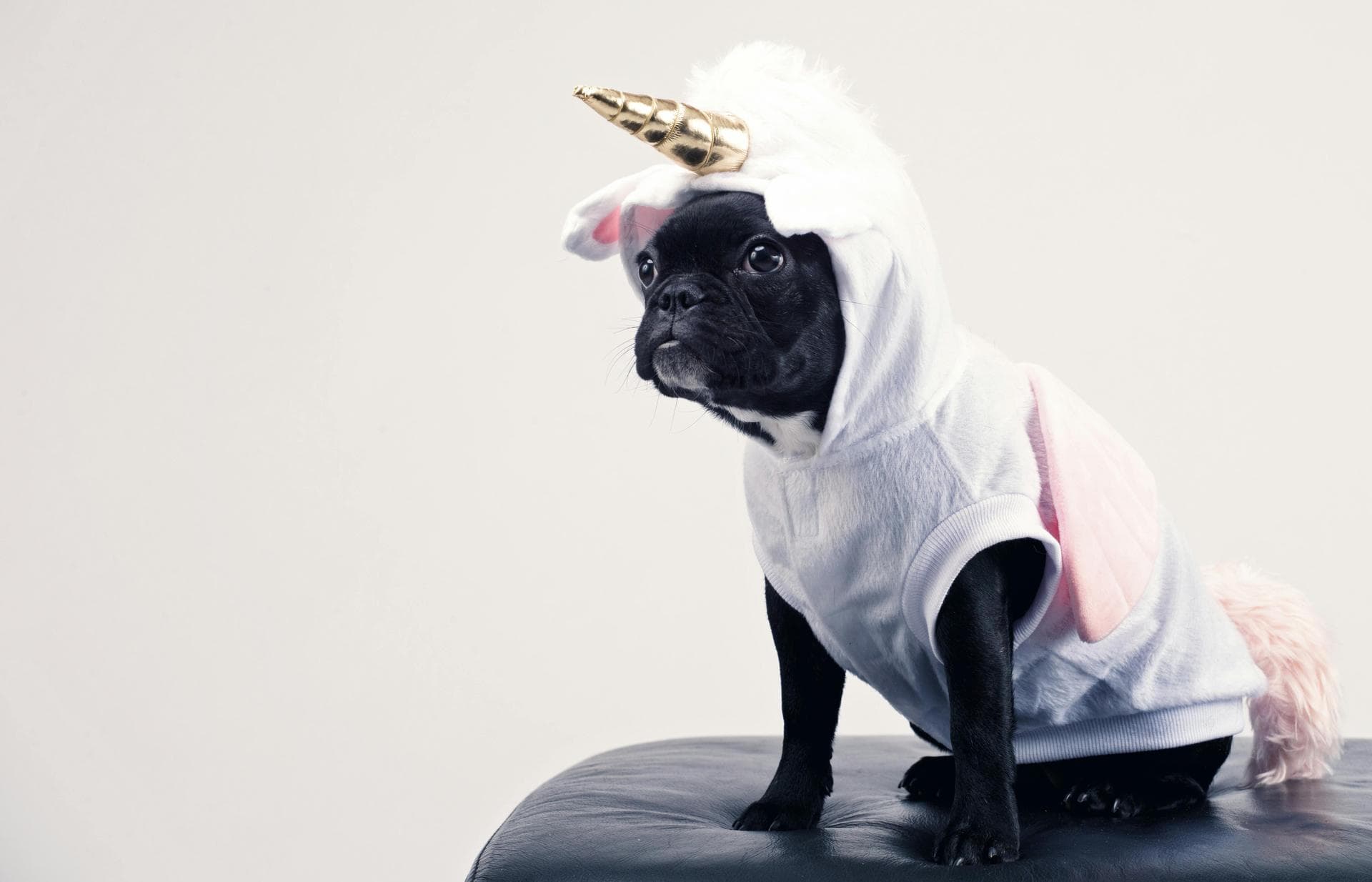 Dog Neutering Prices in Cheltenham