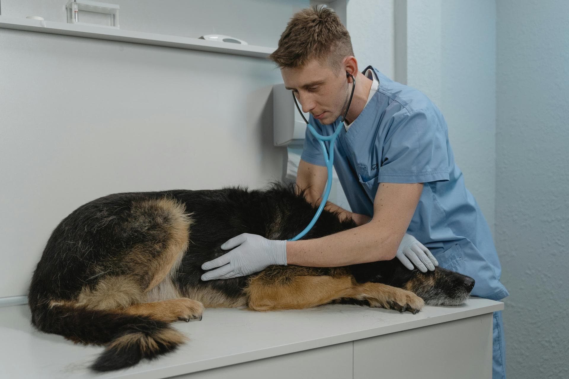 Dog Spay Castrate Neutering Prices in Cheltenham